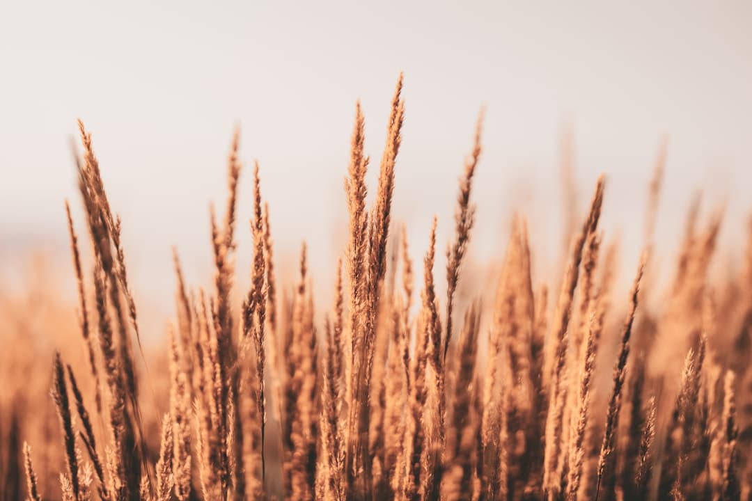Why dry air causes plant stress