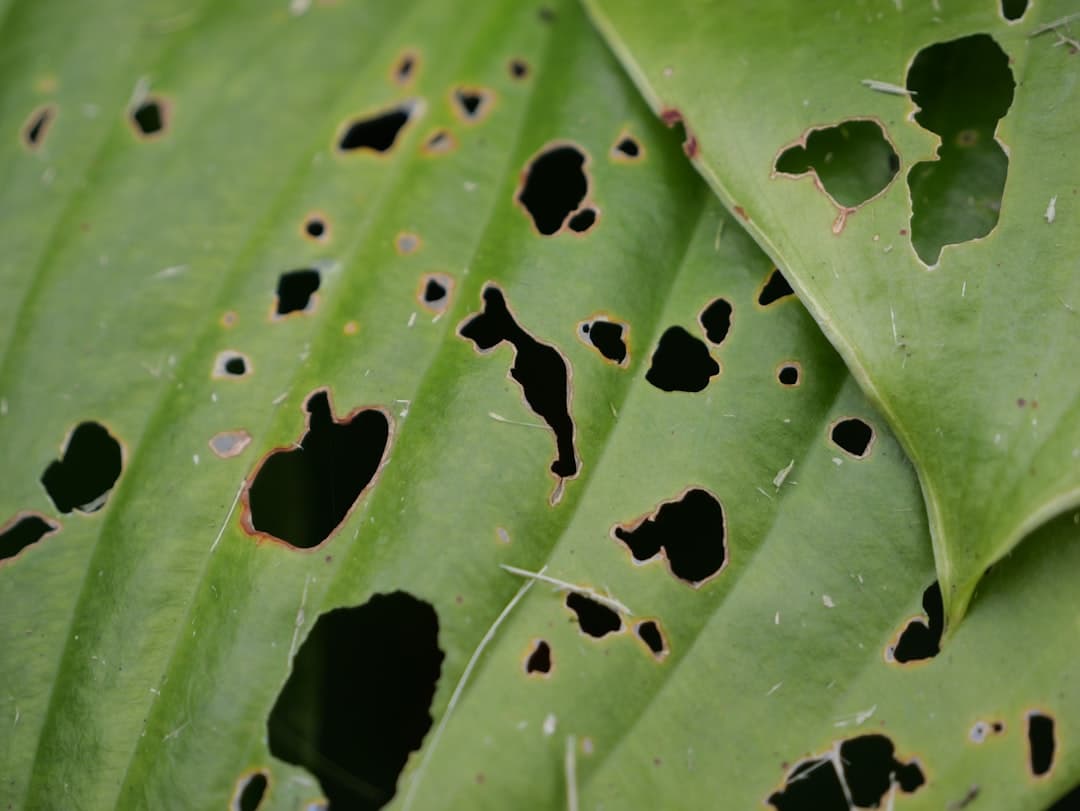 What spots on leaves usually signal