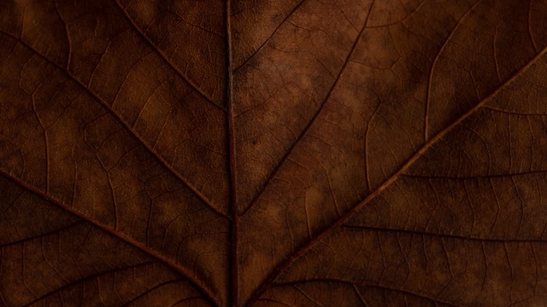 Why leaves turn brown at the edges