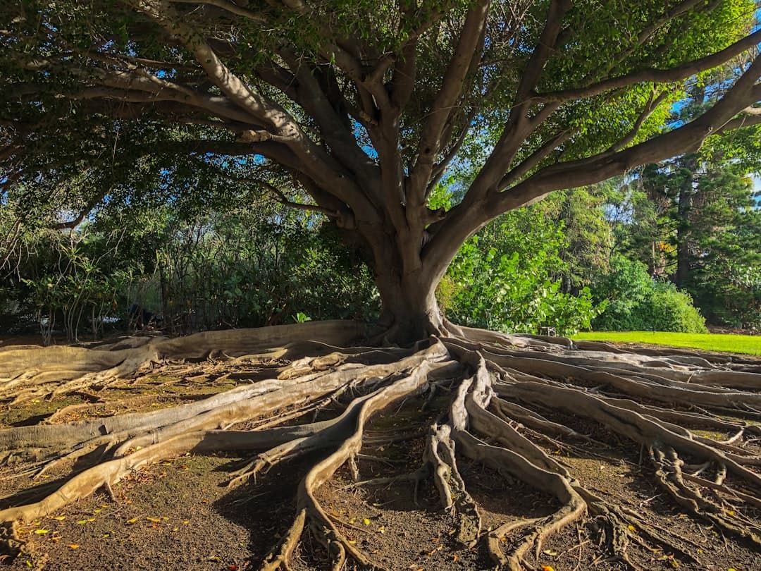 How roots respond to too much water