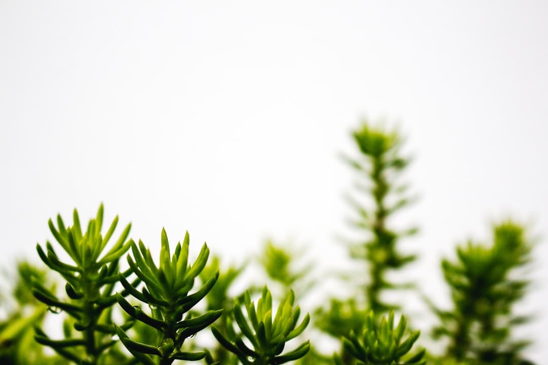 Why plants droop even after watering