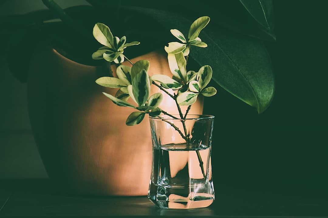 How humidity changes water needs