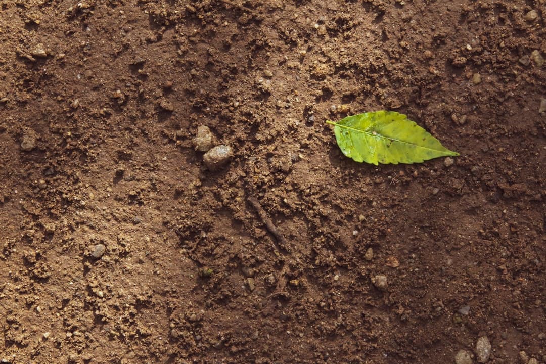 How compacted soil affects roots