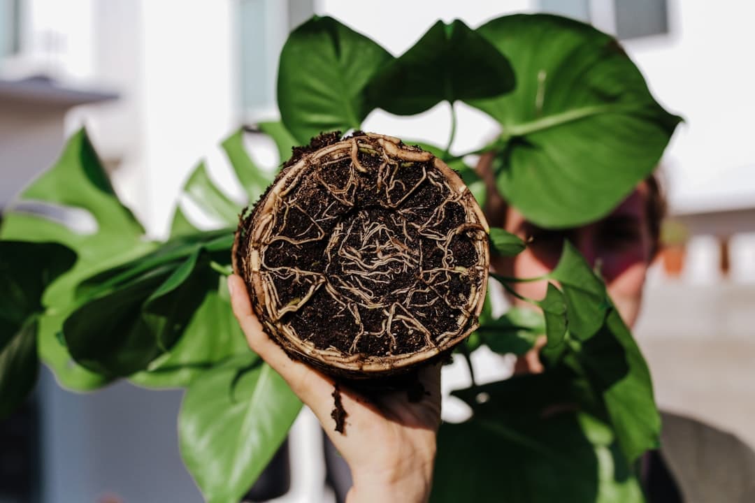 What root rot actually means