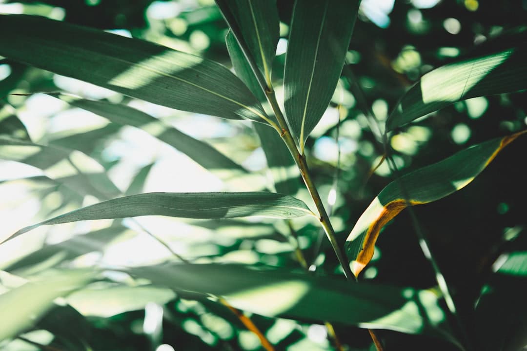 What sun stress looks like on leaves