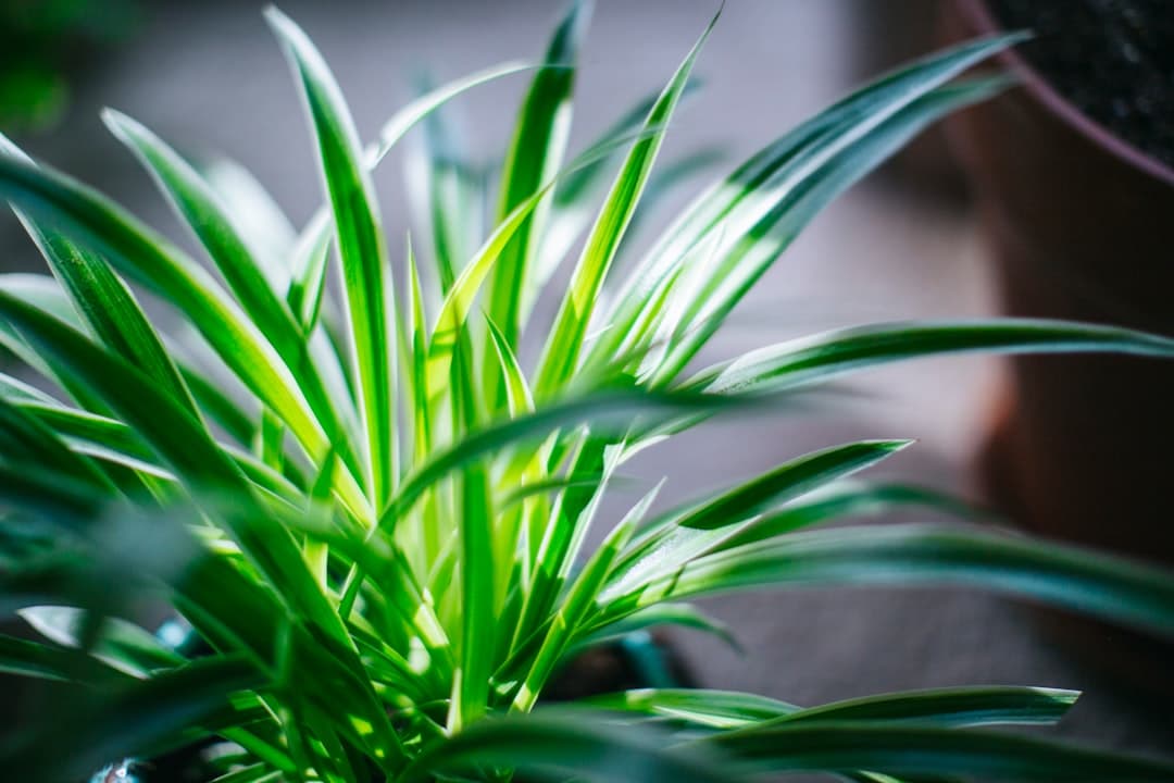 Why direct sunlight damages indoor plants