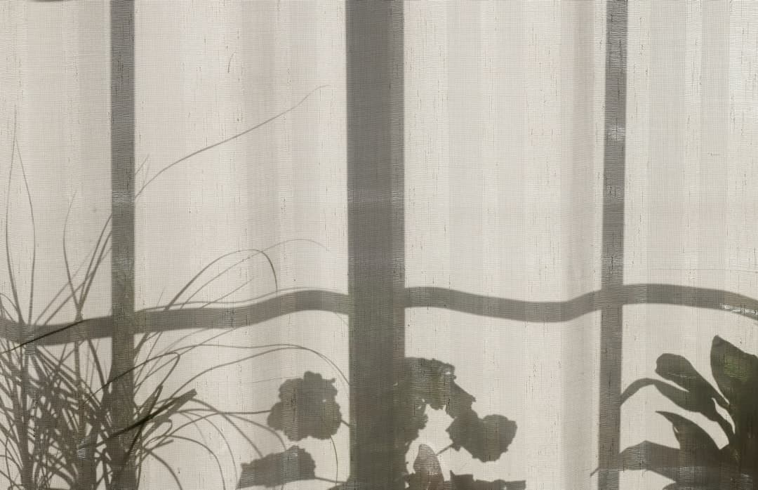 How window direction affects plant health
