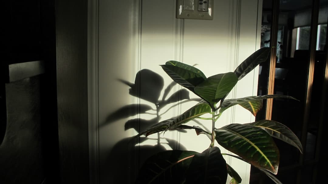 What bright indirect light actually means