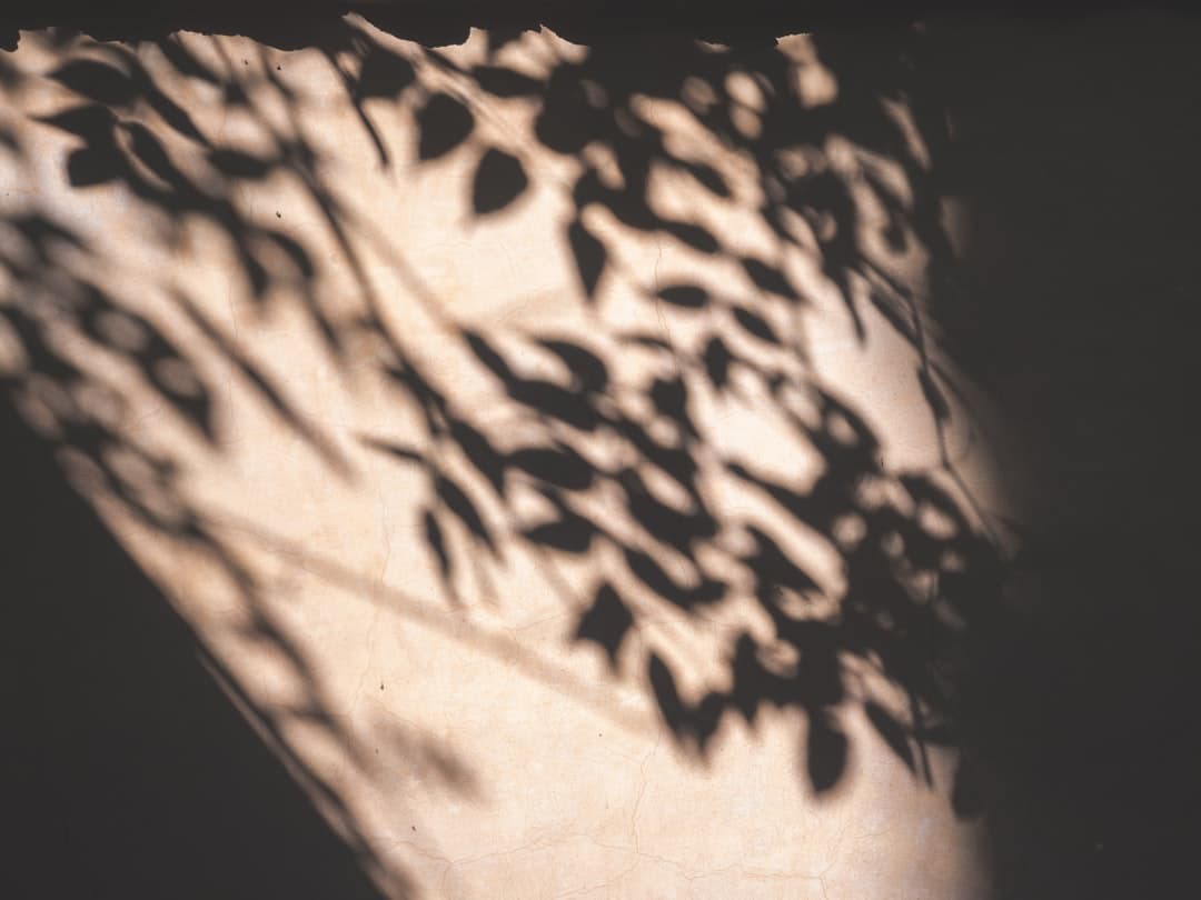 How shadows affect plant growth