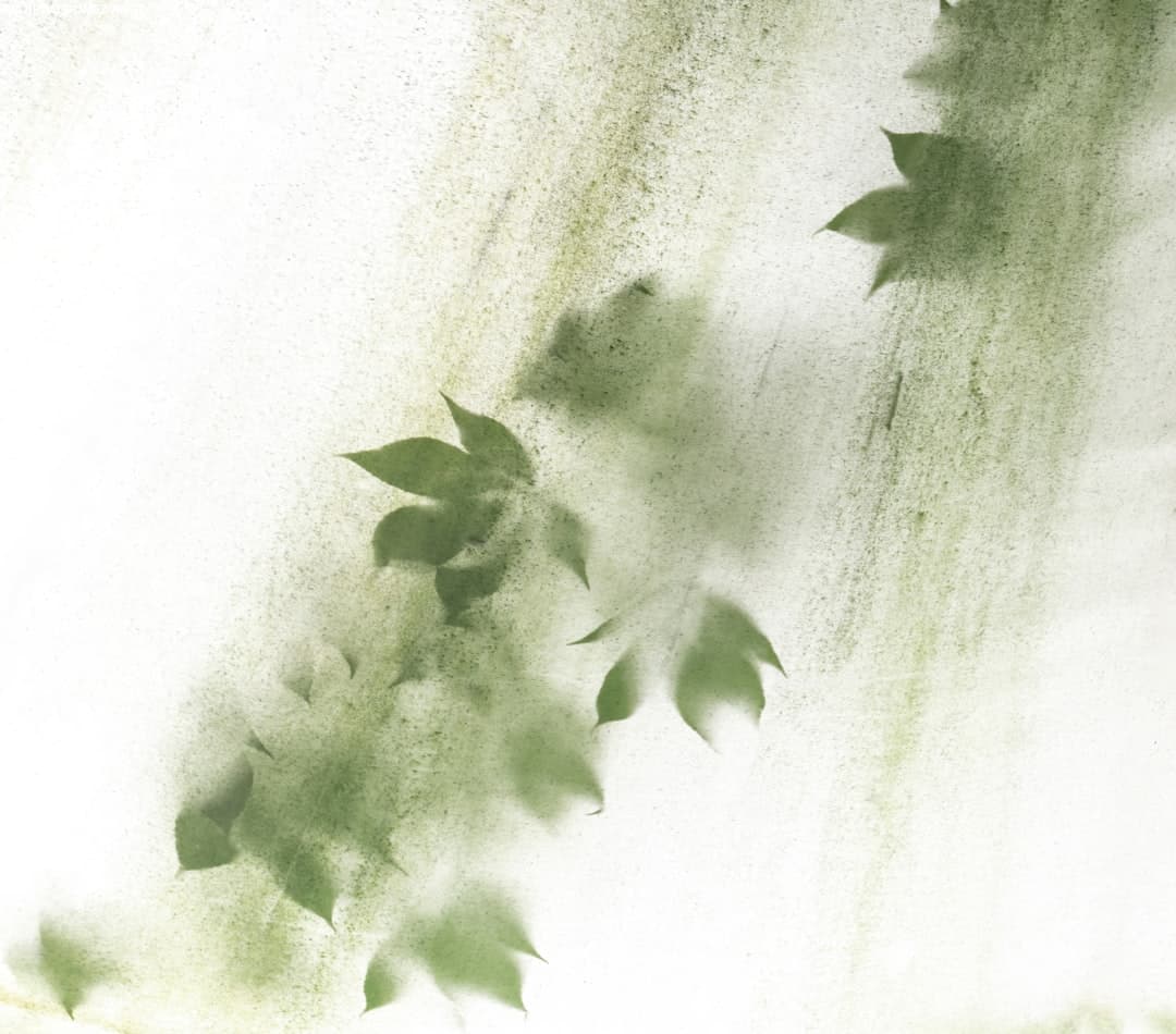 Why leaves fade or bleach