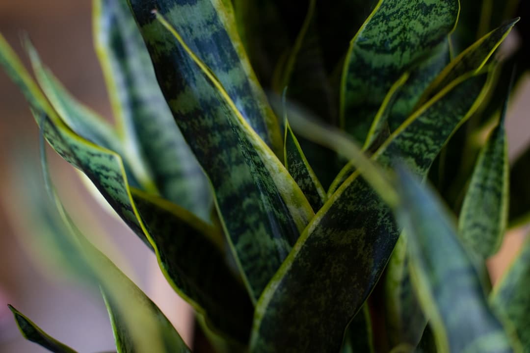 How long plants take to recover from stress