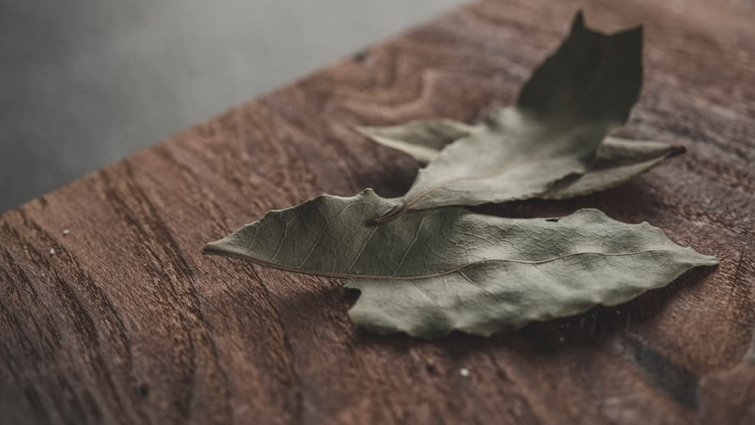 When damaged leaves won’t heal