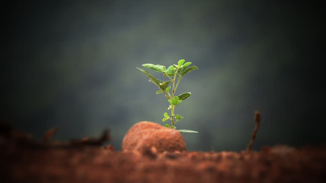 What stalled growth usually indicates