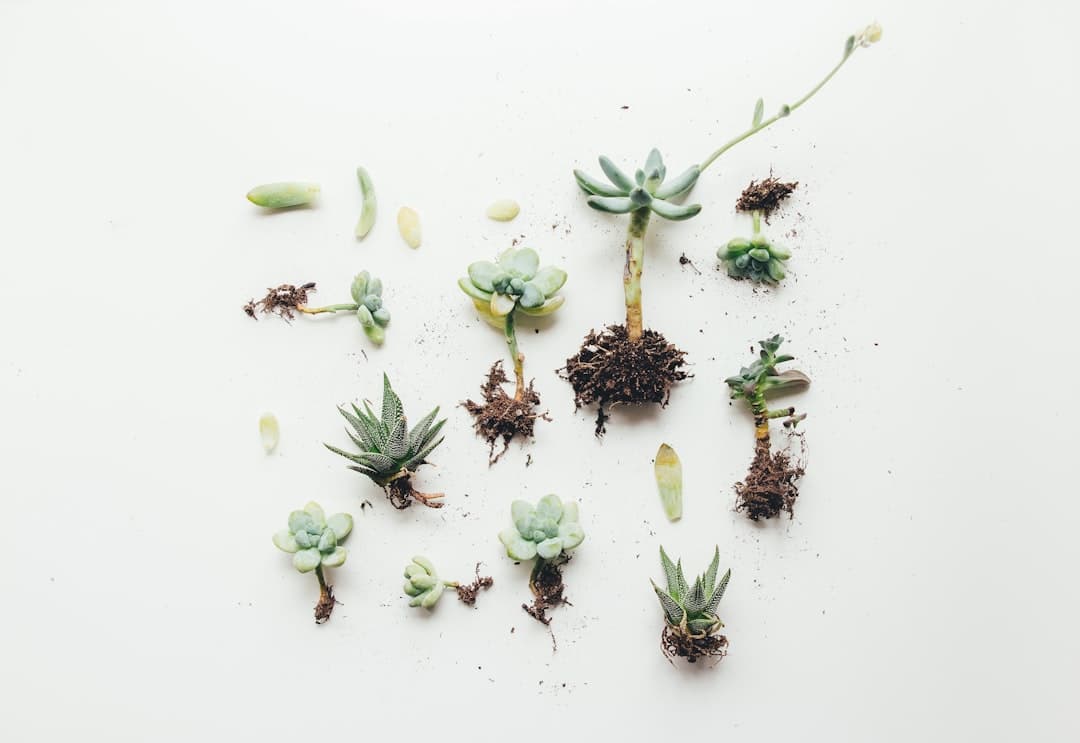 Why plants pause after stress
