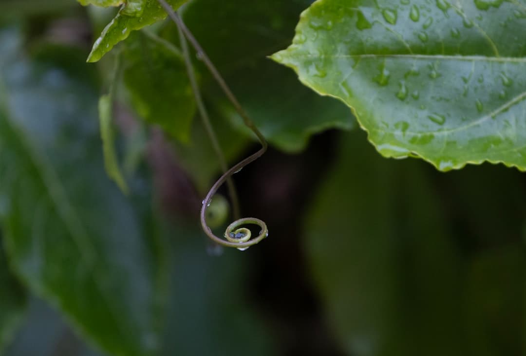 Why leaves curl inward or downward