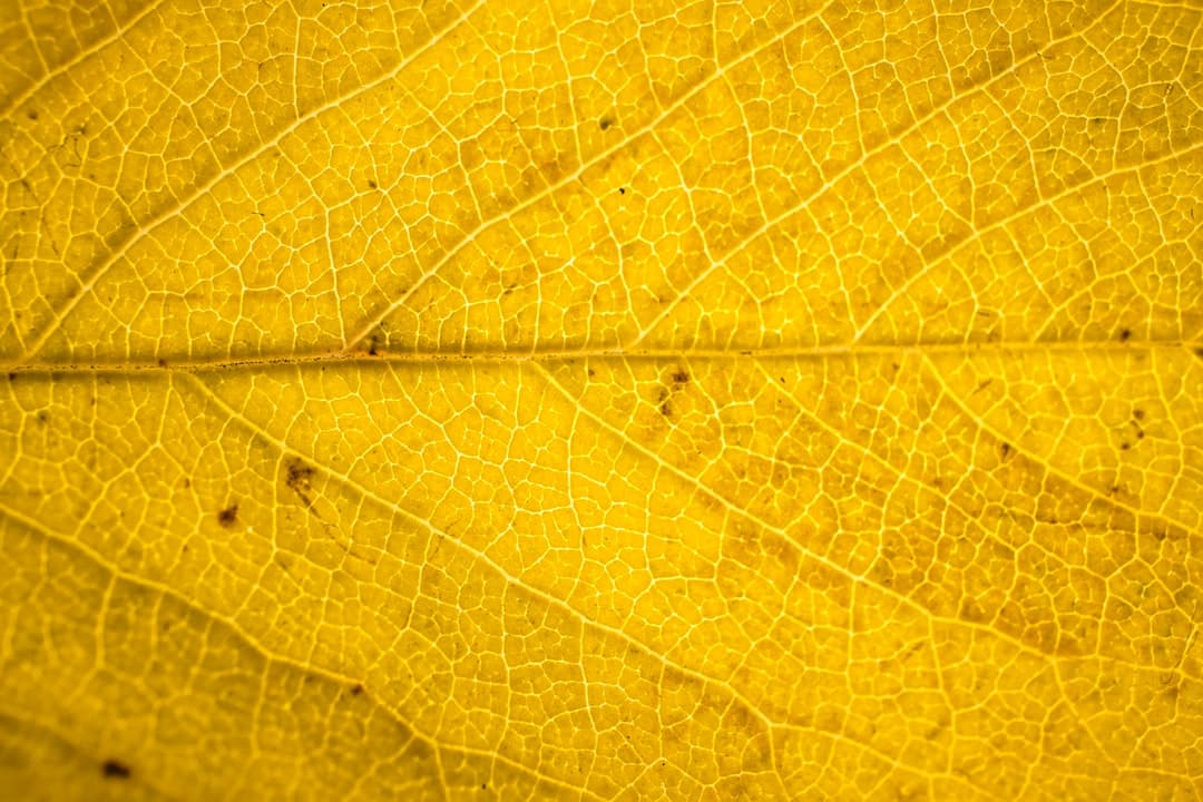 What yellowing leaves usually mean