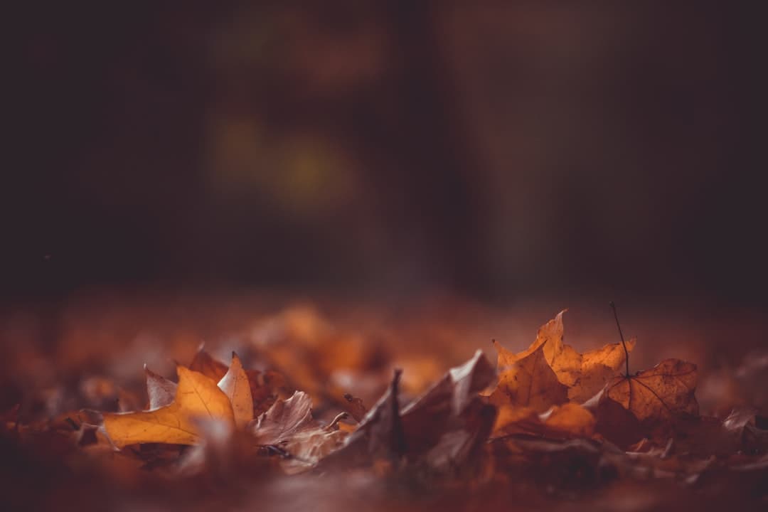 Why leaves lose their shine