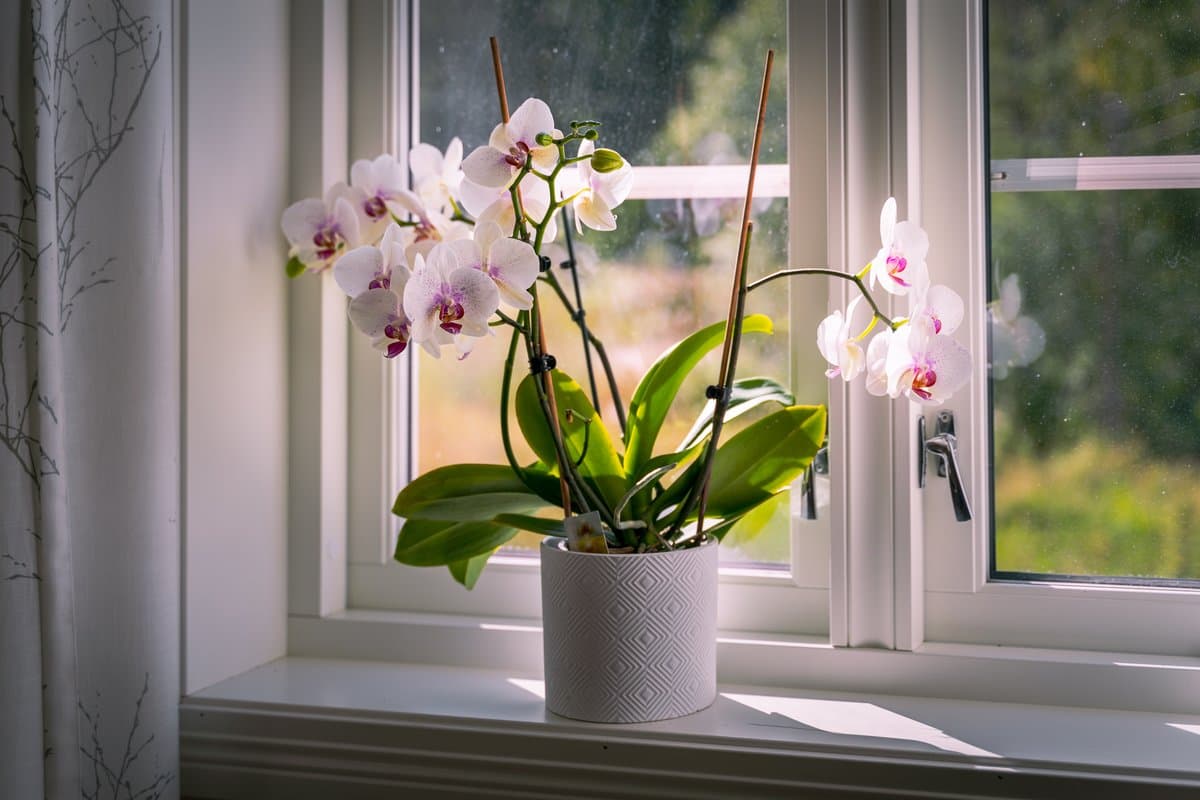 Best starter plants for a flat balcony in India
