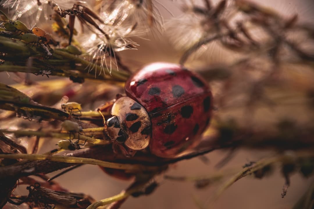 Black spots on rose, hibiscus, and indoor leaves: what they mean