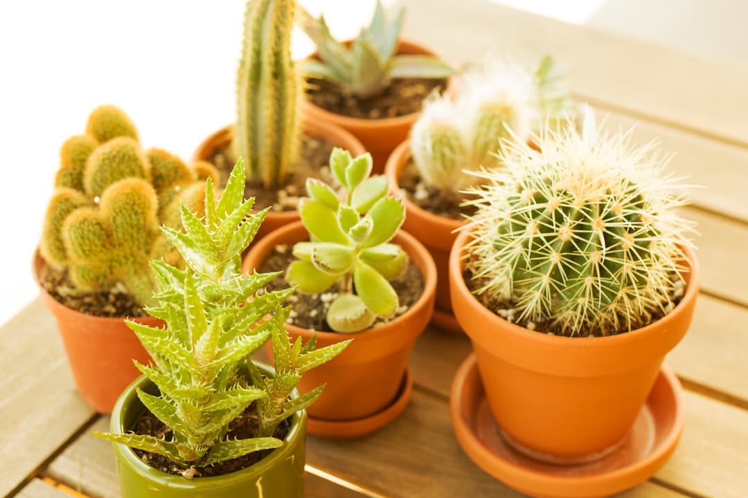 How to protect cacti and succulents during Indian monsoon