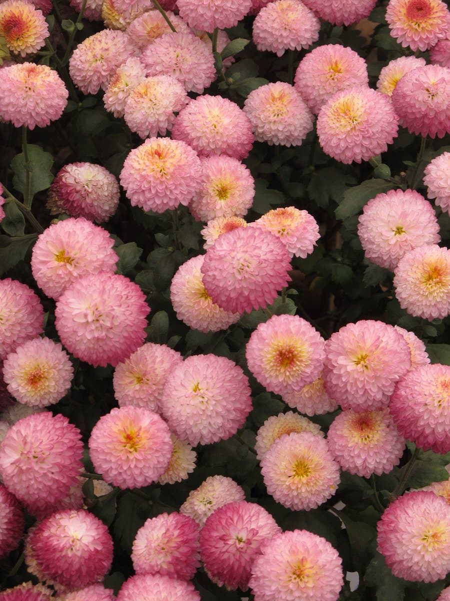 Chrysanthemum Flowering Season in India: A Monthly Guide