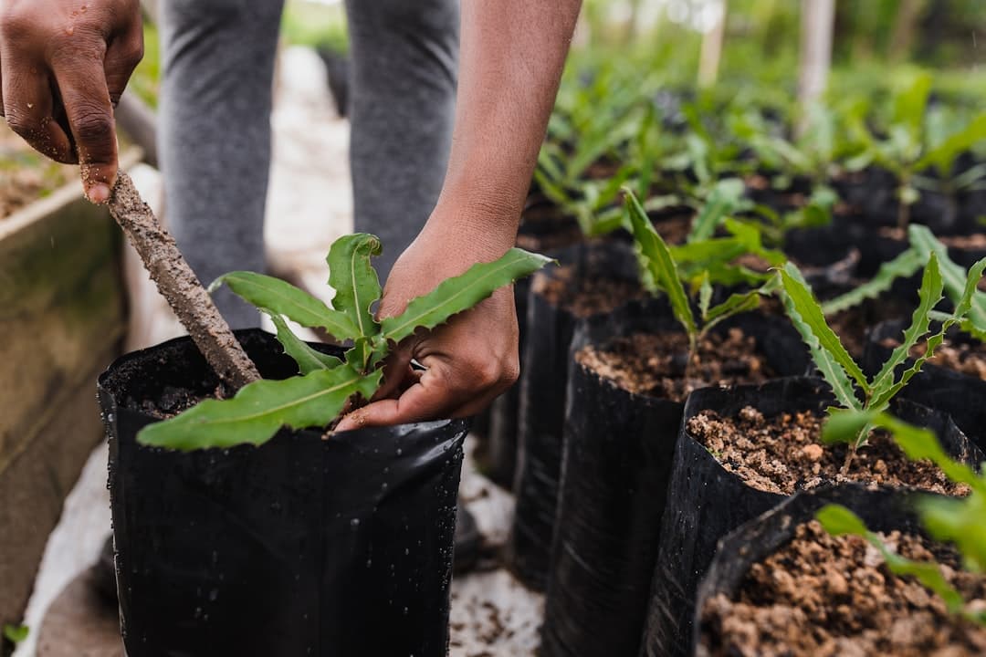 How to make good potting mix at home for Indian apartment plants