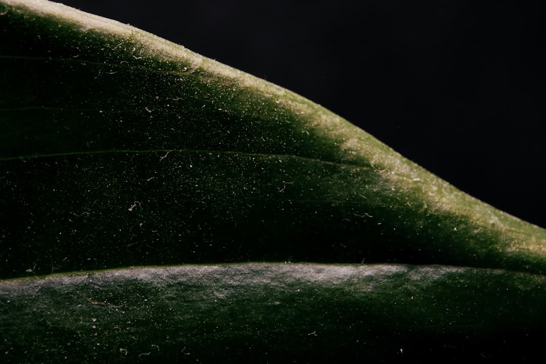 How dust affects leaf health
