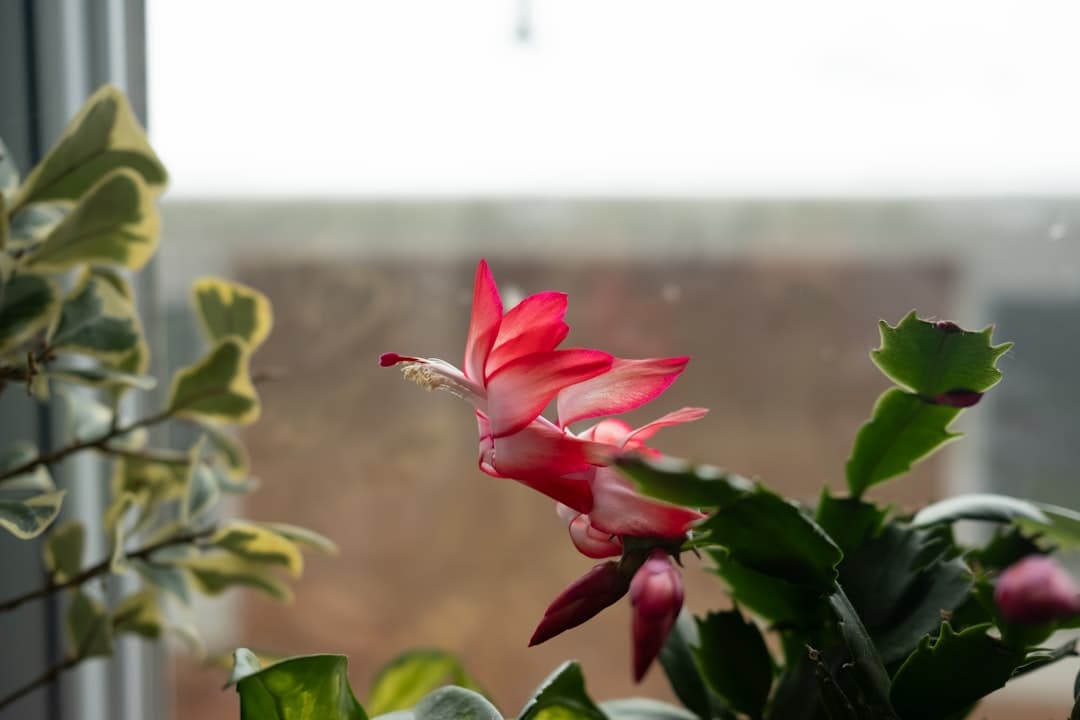 Flowering plants that thrive in Bangalore (realistic picks)