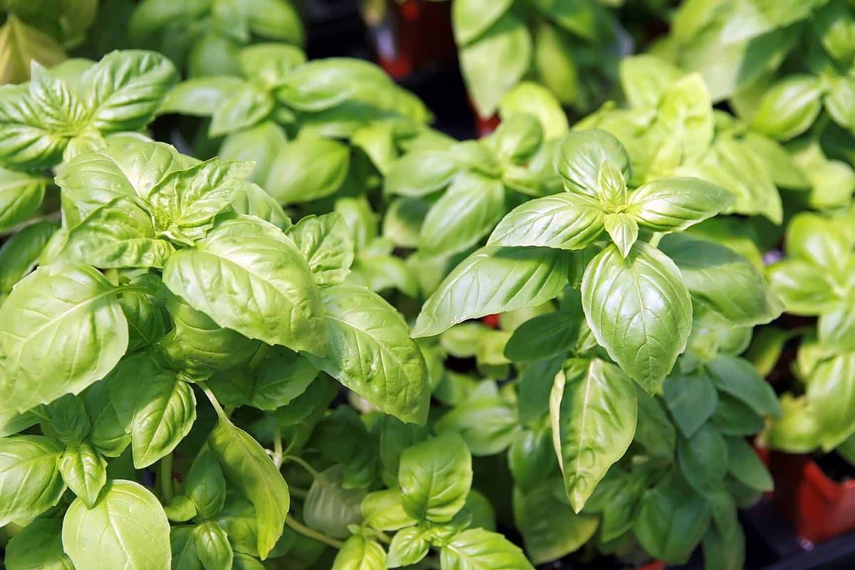 How to grow mint, basil, and coriander at home in India