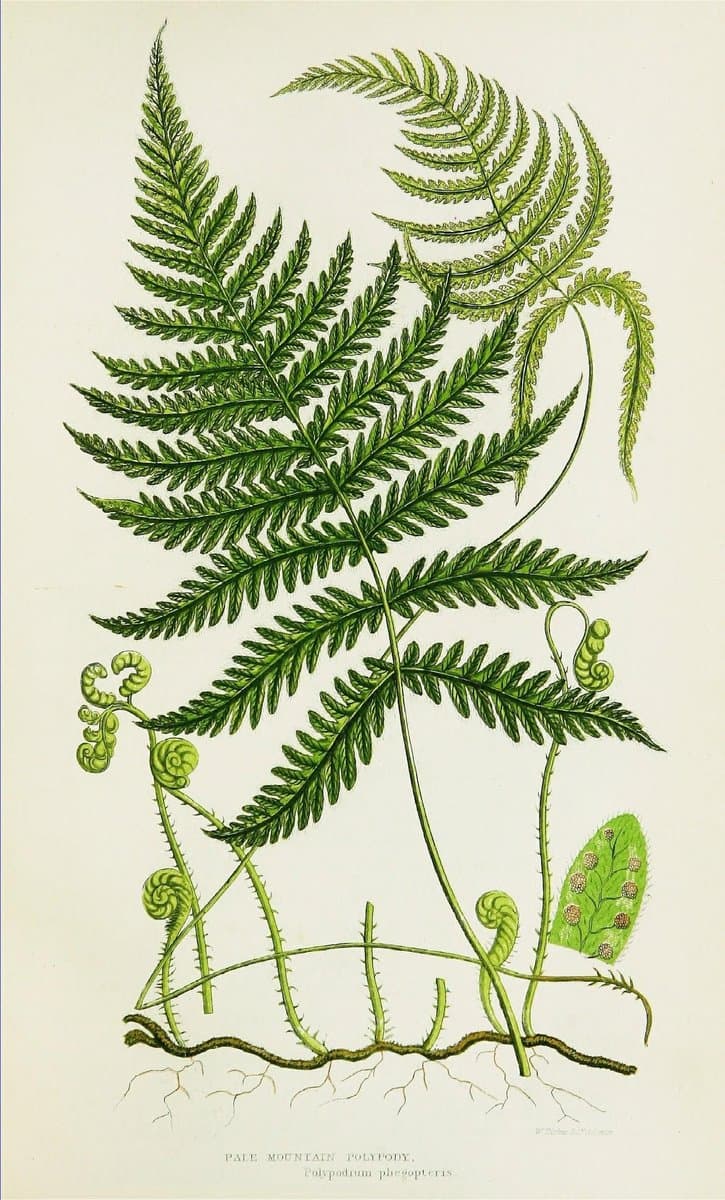 What healthy fern fronds look like