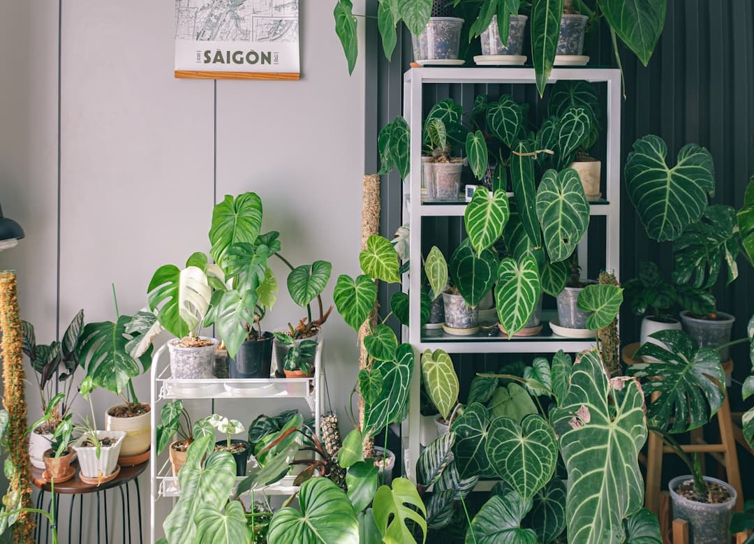 How humidity affects tropical leaves