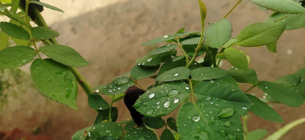 How Indian Weather Affects Plant Growth: A Seasonal Guide
