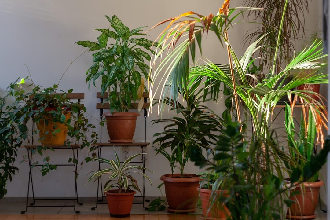 How indoor heat stresses plants