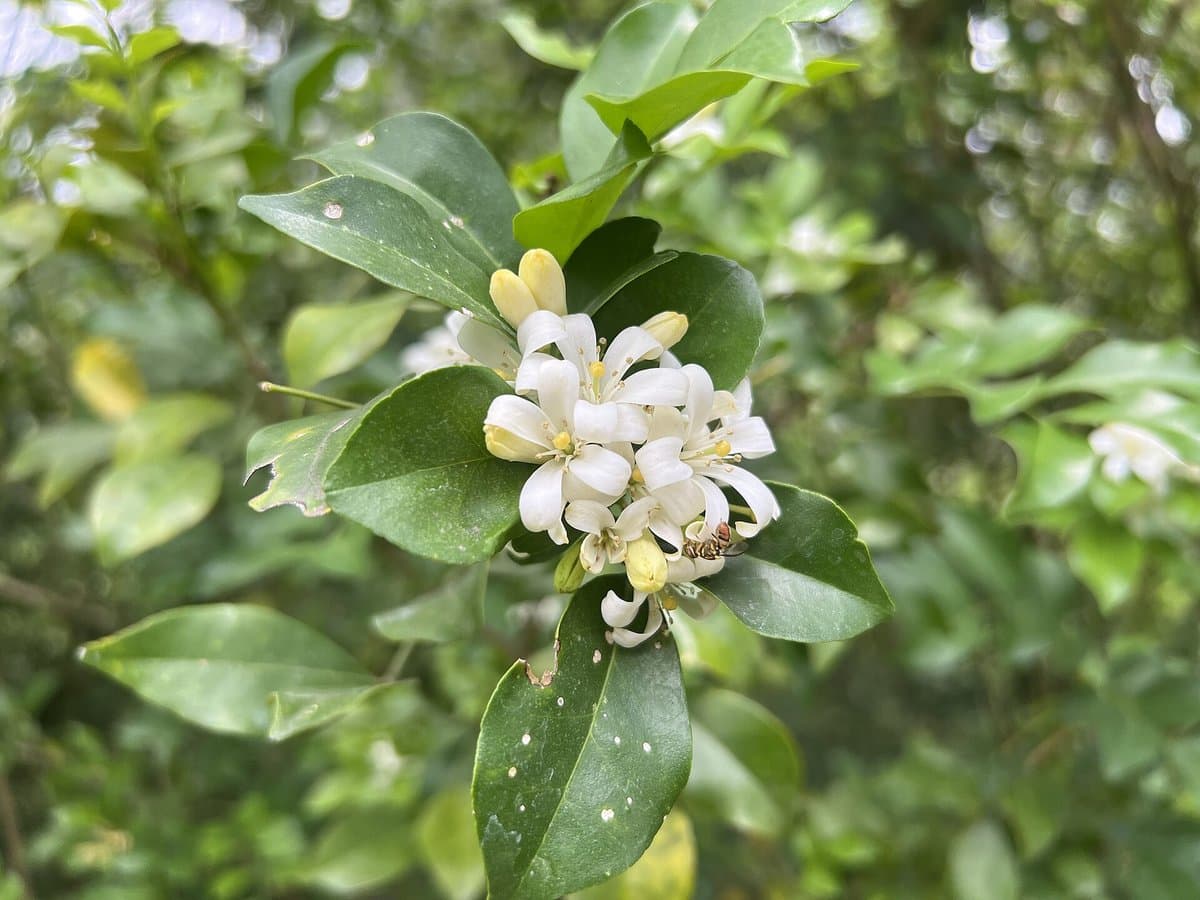 Kamini Plant Care at Home: Sun, Water, Pruning and Blooms