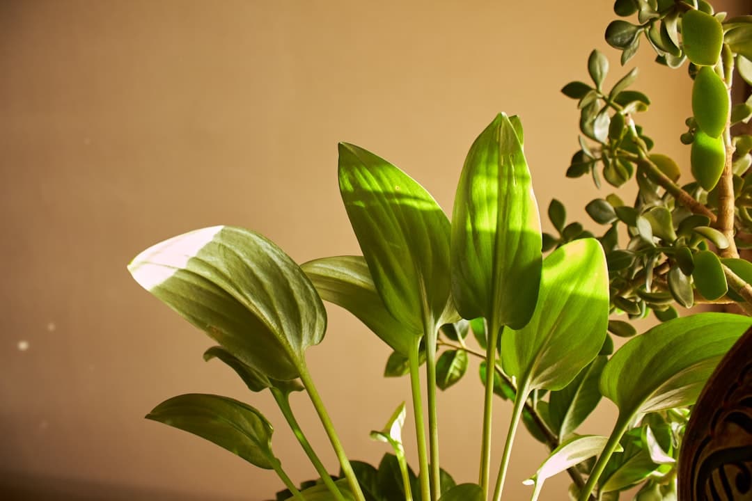 How to tell low light from overwatering