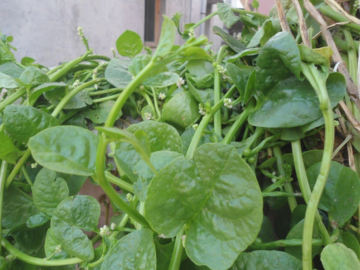 How to Grow Malabar Spinach in Pots on an Indian Balcony