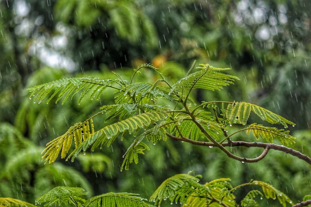 How monsoon humidity affects plants