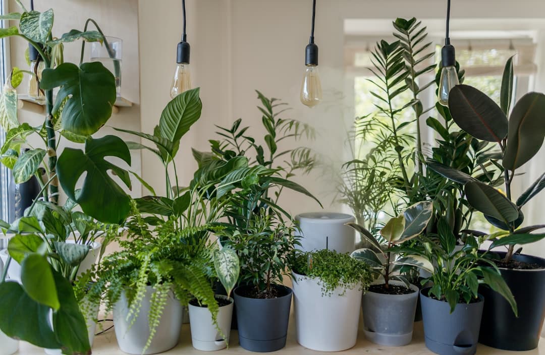 Are your potted plants safe after heavy monsoon rain?