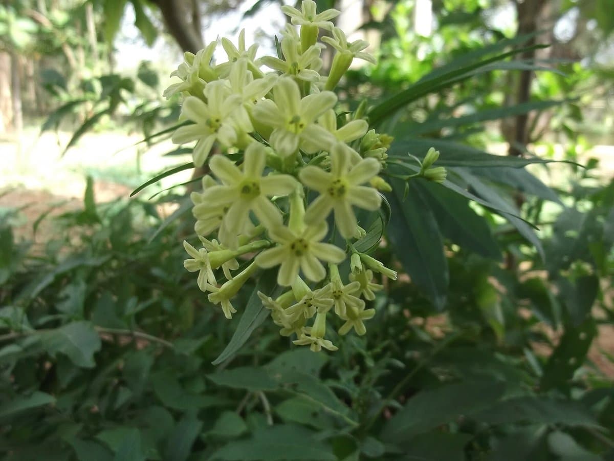 Night-Blooming Jasmine Care for Indian Balconies