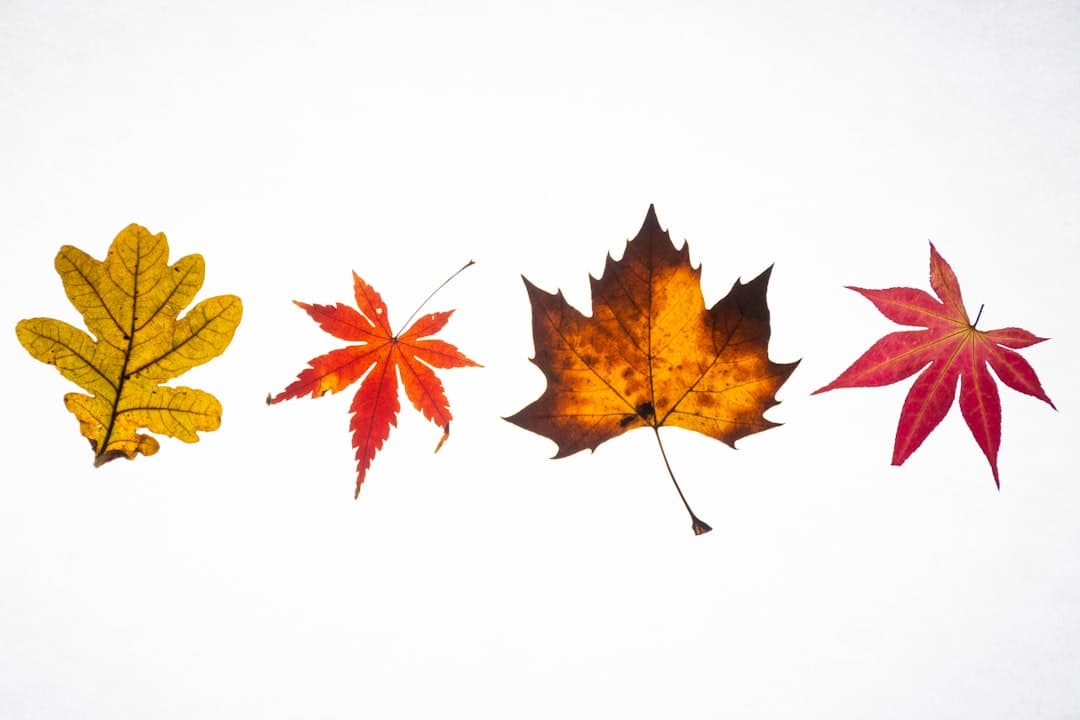 Why older leaves decline first