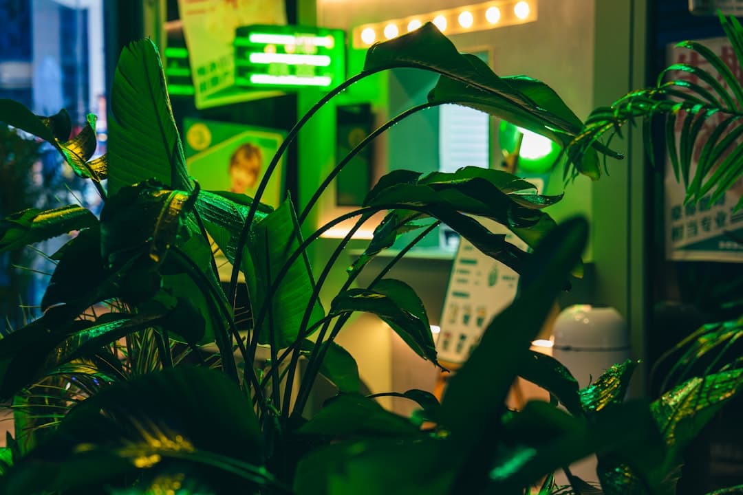 Signs your plant is light-starved