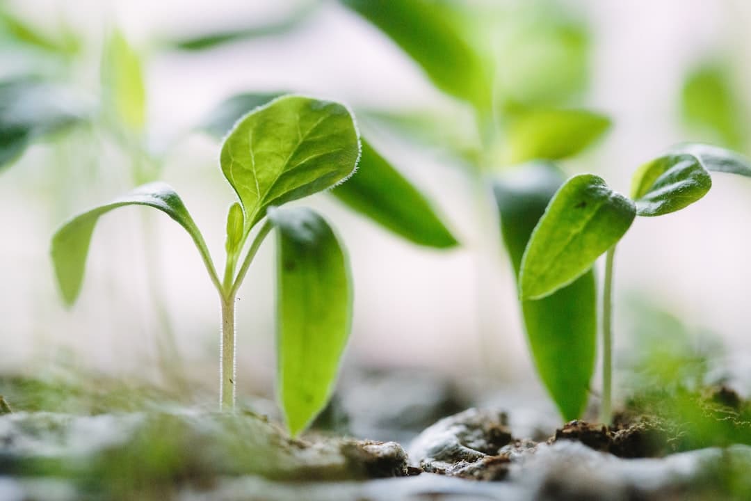 Why plants lean toward light