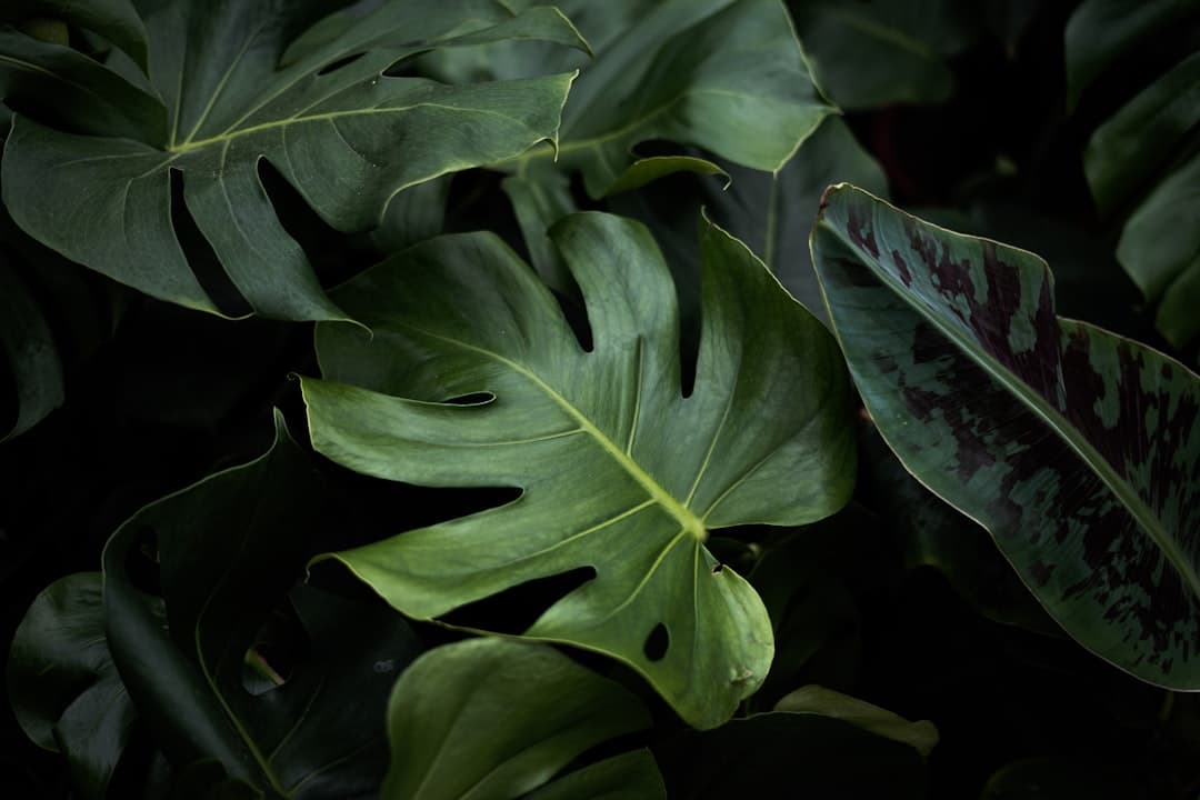 Why plants shed leaves during recovery