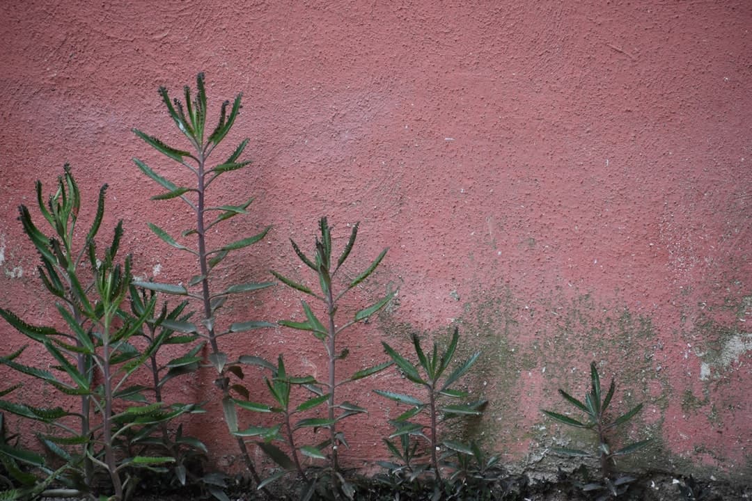 Why plants struggle after relocation