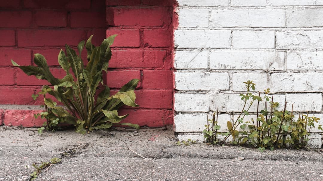 Why plants struggle after repotting
