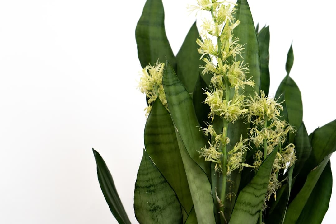 How to handle powdery mildew on Indian balcony and indoor plants