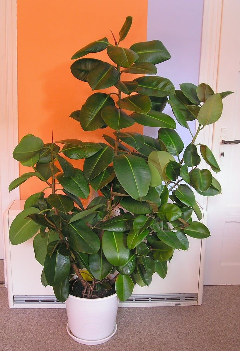 Rubber Plant Care in India: Light, Water and Monsoon Tips