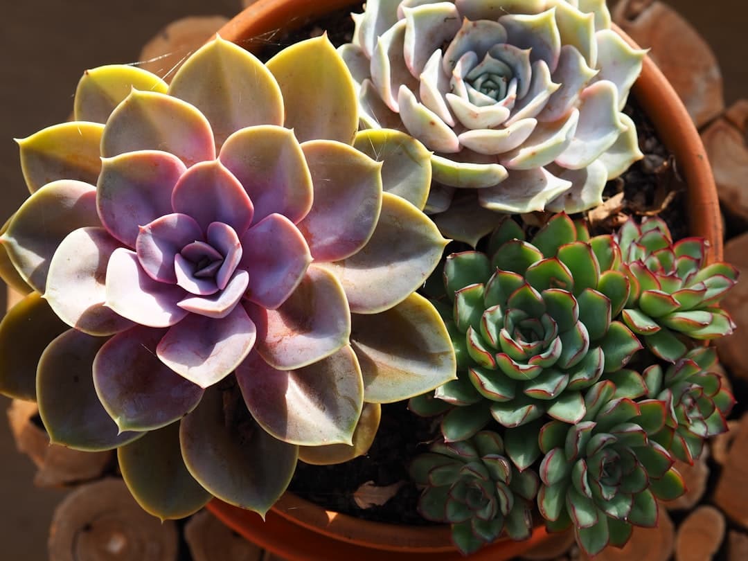 Why succulent recovery is slow