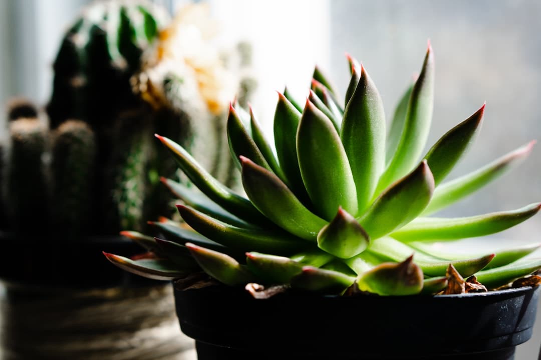 Why succulents rot silently