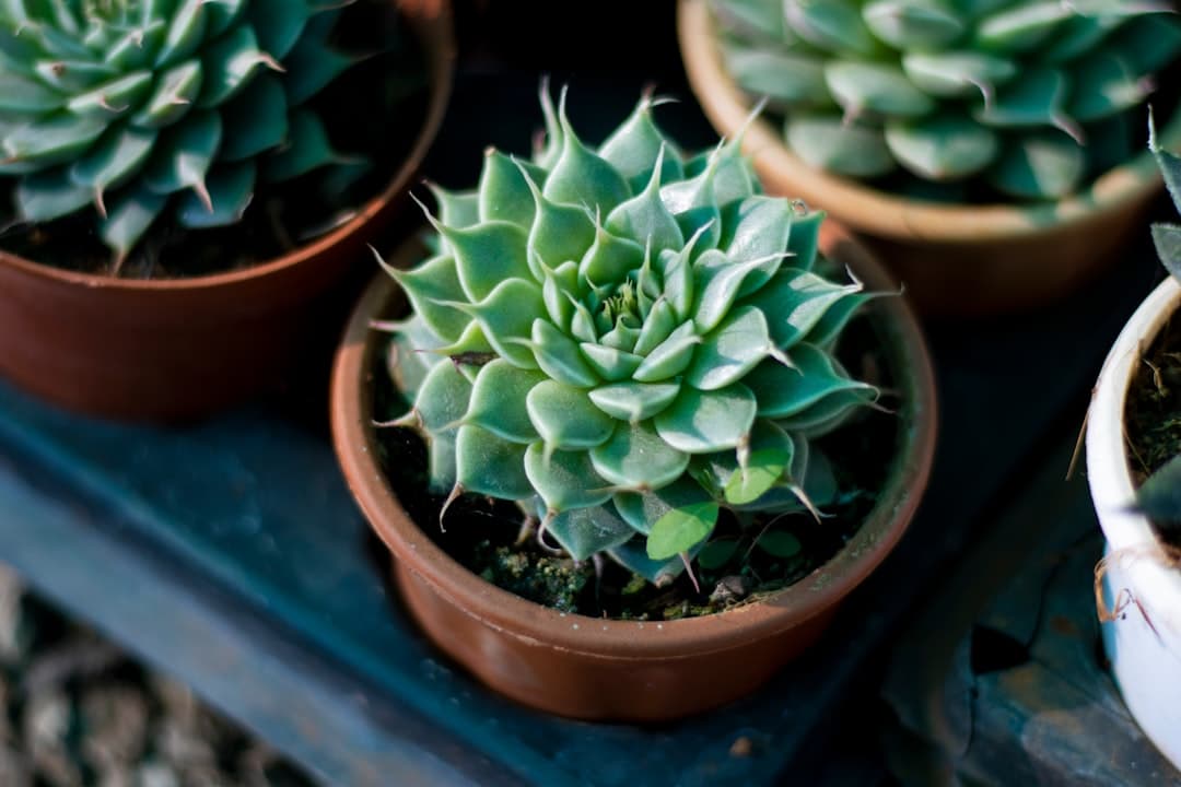 Why succulents wrinkle when thirsty